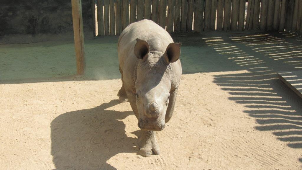 Oz the rhino has a big appetite